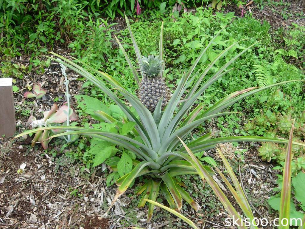 Plant d'ananas