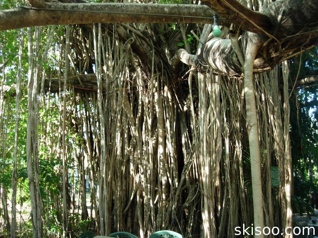 Enorme banyan tree