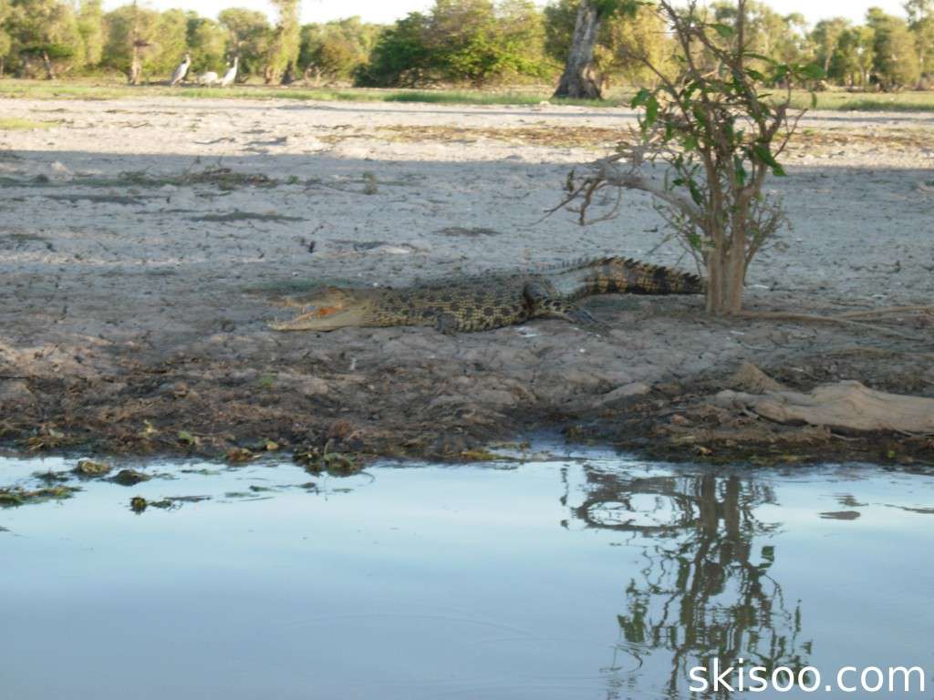 Crocodile au bord de la Mary River