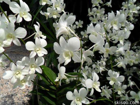 Dendrobium White Fairy