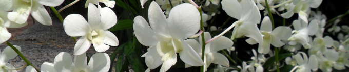 Les orchidées du jardin botanique de Singapour