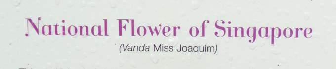 Vanda Miss Joaquim, fleur nationale de Singapour