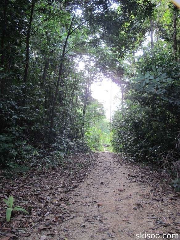 Le chemin de randonnée dans la jungle